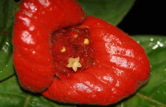 嘴唇花是什么植物？