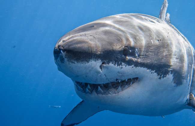 鲨鱼是哺乳动物吗