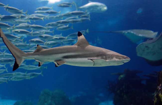 鲨鱼为什么怕海豚？