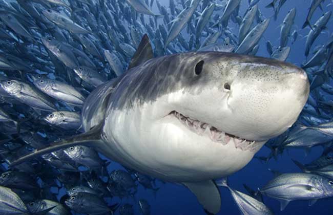 鲨鱼为什么怕海豚
