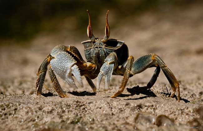 正常螃蟹有几条腿？