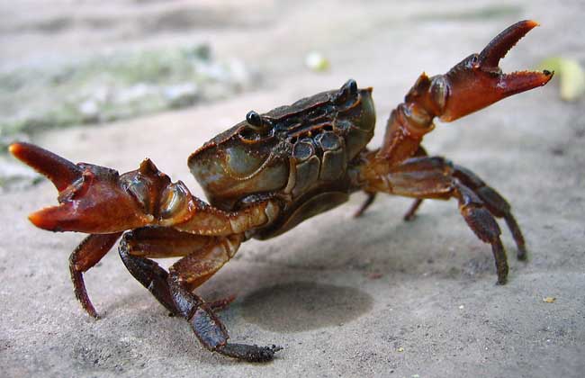 一只螃蟹几条腿图片
