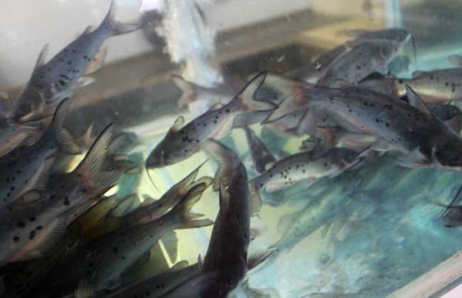 鮰鱼养殖技术