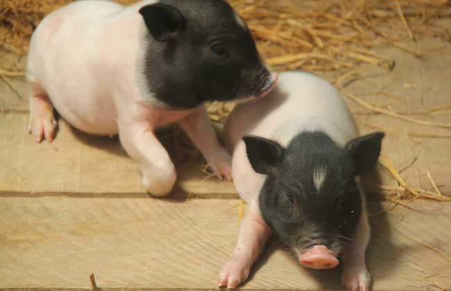 五指山猪养殖技术