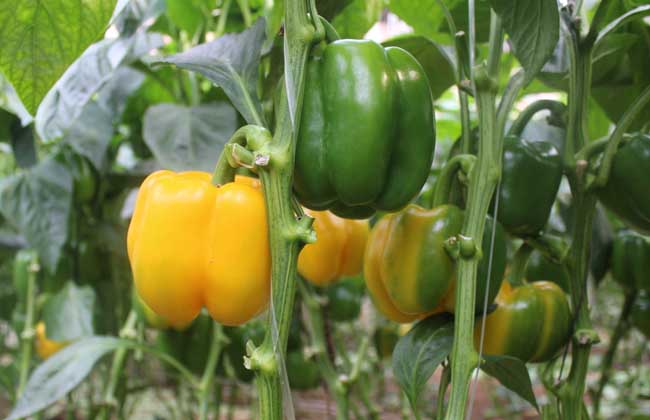 彩椒是转基因食品吗