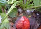 草莓灰霉病用什么特效药？
