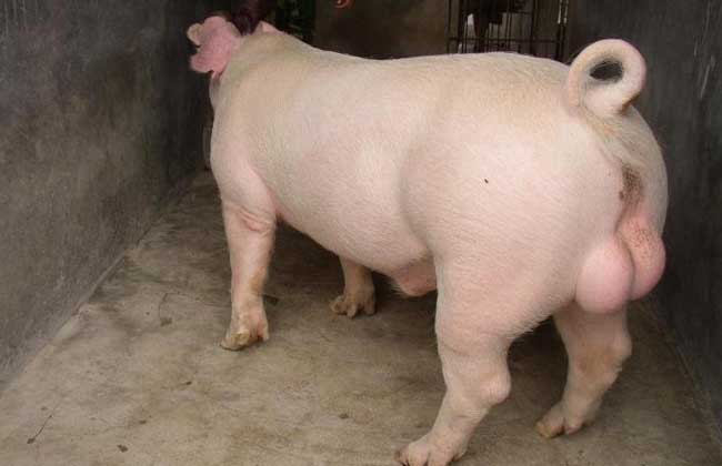 长白猪养殖技术
