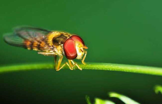 赤眼蜂防治玉米螟