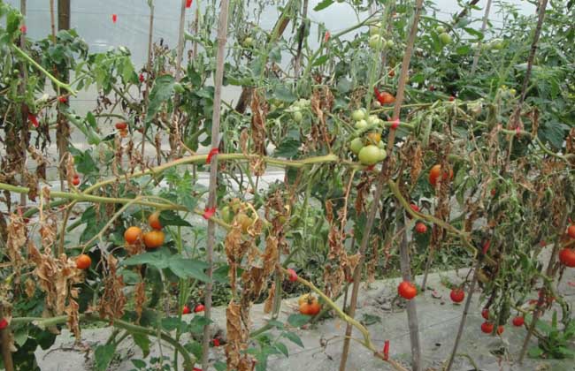 番茄枯萎病防治技术