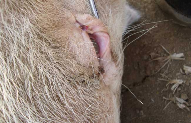 猪副嗜血杆菌病症状及治疗