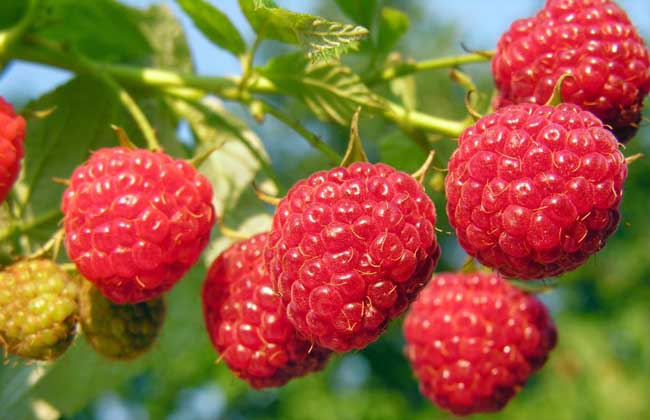 树莓种植技术
