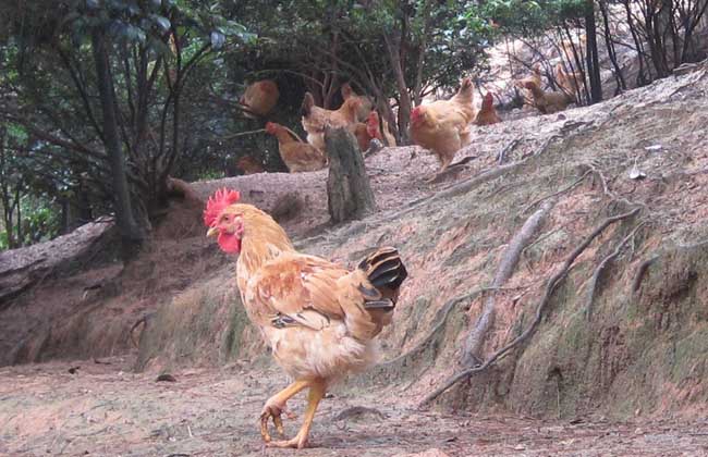 河田鸡养殖技术