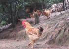 河田鸡养殖技术视频