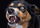 狗得狂犬病的症状有哪些？