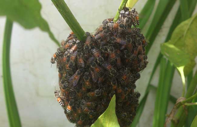 用蜂巢残片引诱蜜蜂
