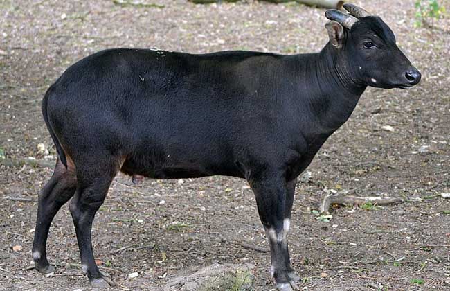婆罗门牛
