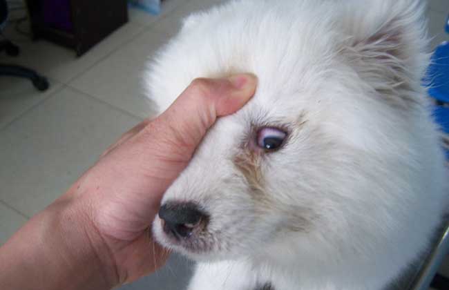 犬瘟热初期症状有哪些？