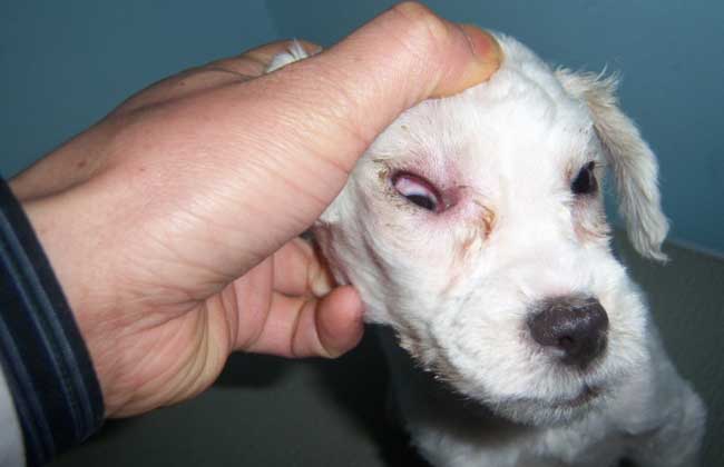 犬瘟热症状图片图片