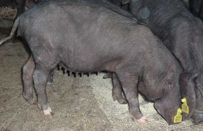 太湖猪养殖技术