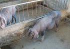 太湖猪养殖技术视频