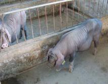太湖猪养殖技术视频