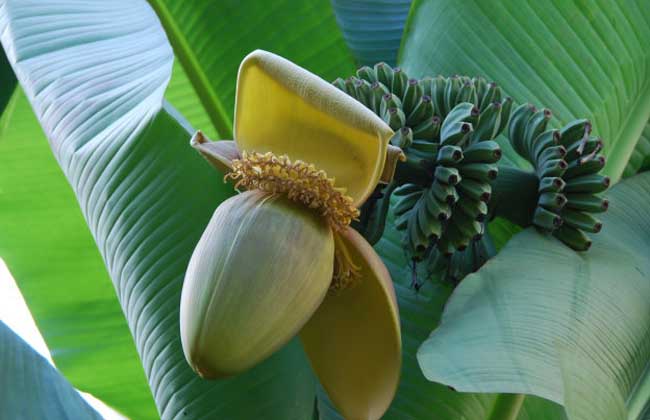 芭蕉种植技术