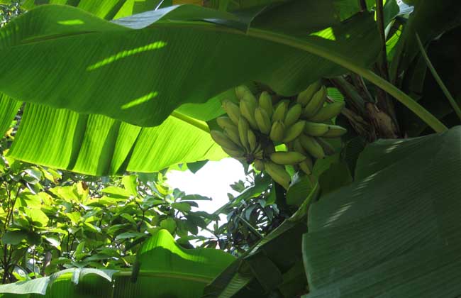 芭蕉种植技术