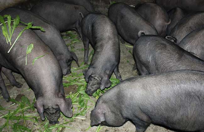 湘西黑猪养殖技术视频
