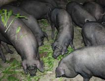湘西黑猪澳门威尼斯人线上网站_养殖技术视频