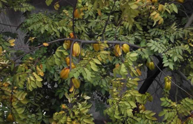 杨桃树种植技术