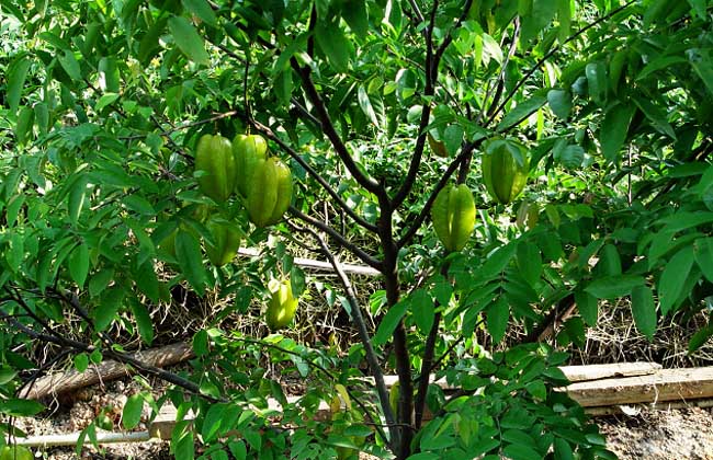 杨桃树种植技术