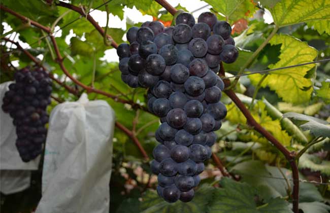 黑提葡萄种植技术