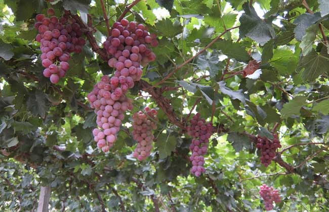 红提葡萄种植技术