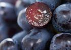 黑提葡萄种植技术视频