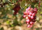 红提葡萄种植技术视频