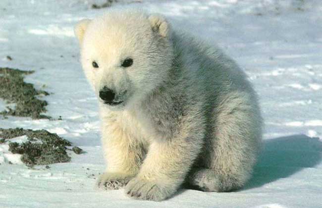北极熊为什么不吃企鹅