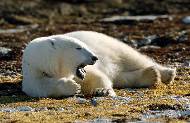 北极熊为什么不怕冷