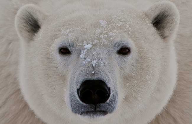 北极熊会冬眠吗？