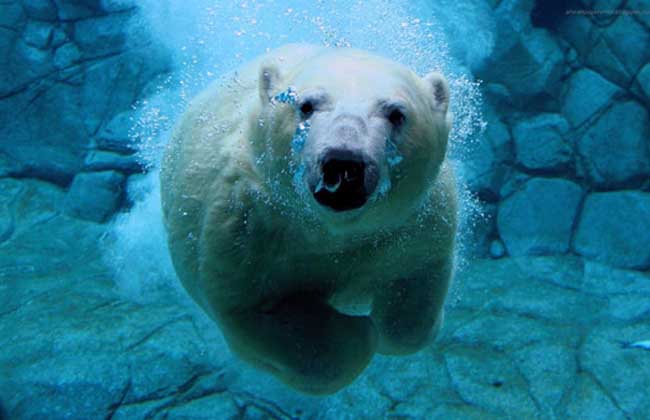 北极熊吃什么食物