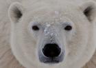 北极熊会冬眠吗？