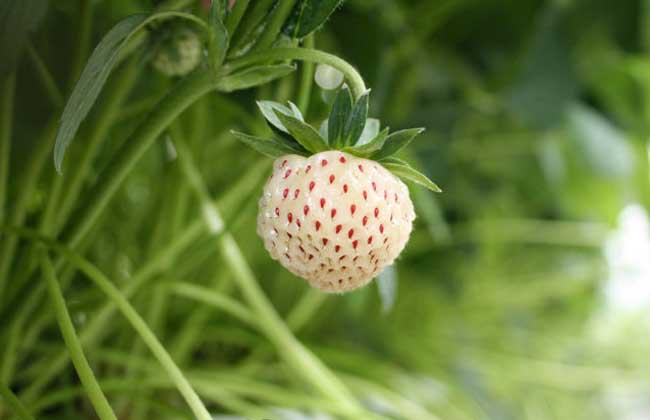 菠萝莓多少钱一斤