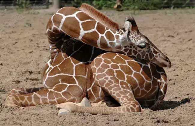 长颈鹿怎么睡觉