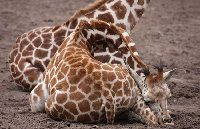 长颈鹿怎么睡觉
