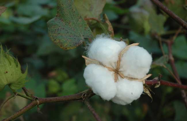 棉花期货的合约标准