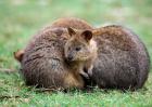 短尾矮袋鼠是什么动物？