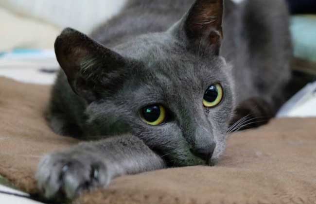 俄罗斯蓝猫怎么养？