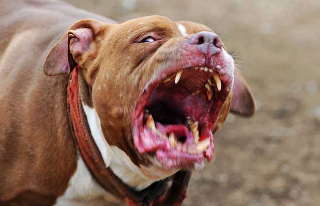 世界十大最凶猛的狗排行榜