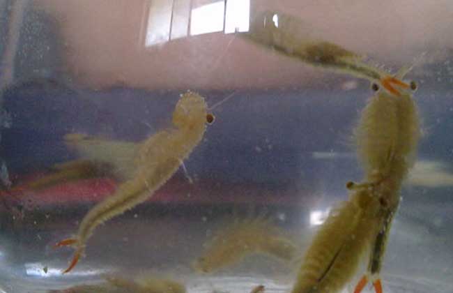 丰年虾孵化技术