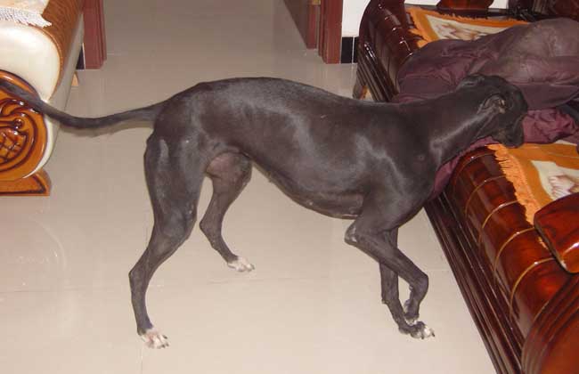 格力犬巴西亚贝尔血统图片