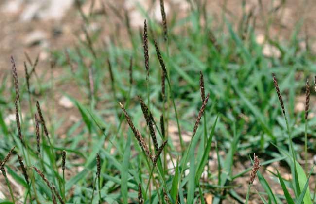 结缕草的种植技术